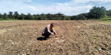 Bhabinkamtibmas Polsek Pangkalan Kerinci Monitoring Pertumbuhan Jagung untuk Dukung Ketahanan Pangan