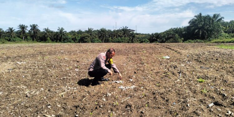 Bhabinkamtibmas Polsek Pangkalan Kerinci Monitoring Pertumbuhan Jagung untuk Dukung Ketahanan Pangan