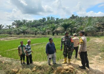 Bhabinkamtibmas Monitoring Program Ketahanan Pangan di Langgam
