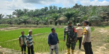 Bhabinkamtibmas Monitoring Program Ketahanan Pangan di Langgam