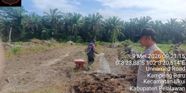 Swasembada Pangan, Polsek Ukui Bersama Petani Garap Lahan Jagung