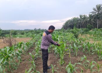 Polsek Pangkalan Kuras Cek Pertumbuhan Jagung Pipil di Lahan Tumpang Sari KUD Sialang Makmur