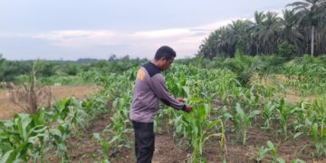 Polsek Pangkalan Kuras Cek Pertumbuhan Jagung Pipil di Lahan Tumpang Sari KUD Sialang Makmur