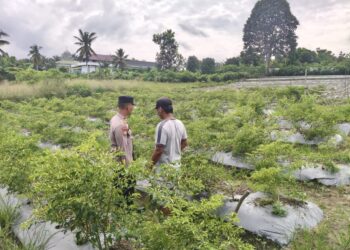 Polsek Kerumutan Tinjau Lahan Cabe Petani di Desa Pematang Tinggi