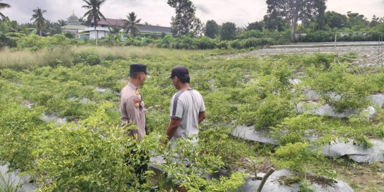 Polsek Kerumutan Tinjau Lahan Cabe Petani di Desa Pematang Tinggi