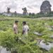 Polsek Kerumutan Tinjau Lahan Cabe Petani di Desa Pematang Tinggi