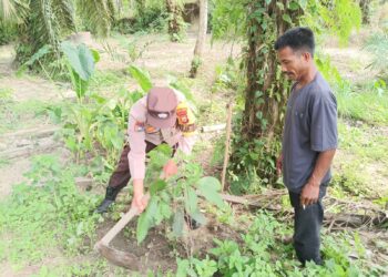 Polsek Bunut Tanam Bibit Matoa untuk Dukung Program Green Policing