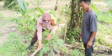 Polsek Bunut Tanam Bibit Matoa untuk Dukung Program Green Policing
