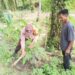 Polsek Bunut Tanam Bibit Matoa untuk Dukung Program Green Policing