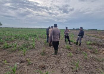 Polsek Kuala Kampar Tinjau Lahan Jagung Pipil di Desa Sungai Solok
