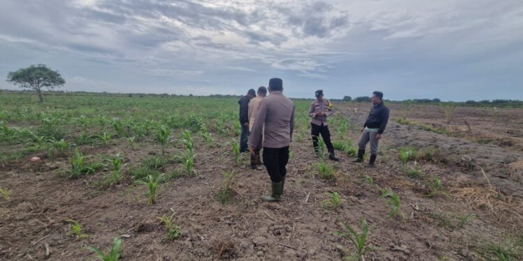Polsek Kuala Kampar Tinjau Lahan Jagung Pipil di Desa Sungai Solok