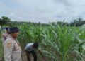 Polsek Perhentian Raja Periksa Tanaman Jagung Pipil Poktan, Lahan 1,25 Hektar Berkembang Optimal Dengan Metode Monokultur