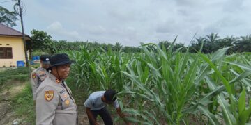 Polsek Perhentian Raja Periksa Tanaman Jagung Pipil Poktan, Lahan 1,25 Hektar Berkembang Optimal Dengan Metode Monokultur