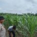 Polsek Perhentian Raja Periksa Tanaman Jagung Pipil Poktan, Lahan 1,25 Hektar Berkembang Optimal Dengan Metode Monokultur