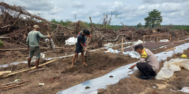 Bhabinkamtibmas Desa Tambak Monitoring Program Ketahanan Pangan di Langgam