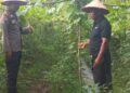 Polsek Pangkalan Kuras Cek Pertumbuhan Gambas di Lahan Ketahanan Pangan Desa Dundangan