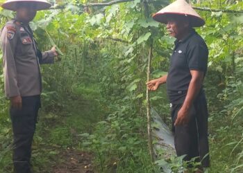 Polsek Pangkalan Kuras Cek Pertumbuhan Gambas di Lahan Ketahanan Pangan Desa Dundangan