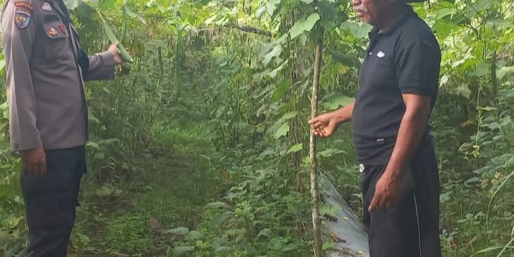Polsek Pangkalan Kuras Cek Pertumbuhan Gambas di Lahan Ketahanan Pangan Desa Dundangan