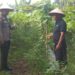 Polsek Pangkalan Kuras Cek Pertumbuhan Gambas di Lahan Ketahanan Pangan Desa Dundangan