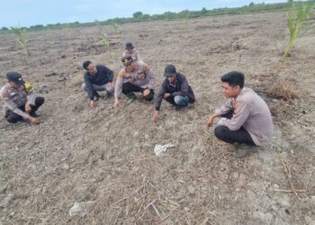 Polsek Kuala Kampar Monitoring Lahan Jagung Pipil Dukung Ketahanan Pangan Asta Cita