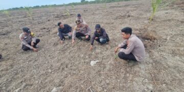 Polsek Kuala Kampar Monitoring Lahan Jagung Pipil Dukung Ketahanan Pangan Asta Cita