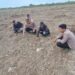 Polsek Kuala Kampar Monitoring Lahan Jagung Pipil Dukung Ketahanan Pangan Asta Cita