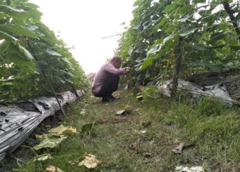 Dukung Ketahanan Pangan, Bhabinkamtibmas Pantau Kebun Mentimun Baby Warga