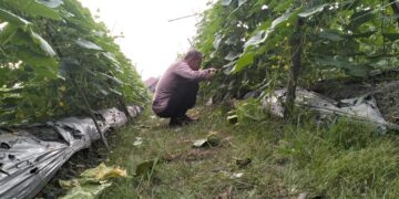 Dukung Ketahanan Pangan, Bhabinkamtibmas Pantau Kebun Mentimun Baby Warga