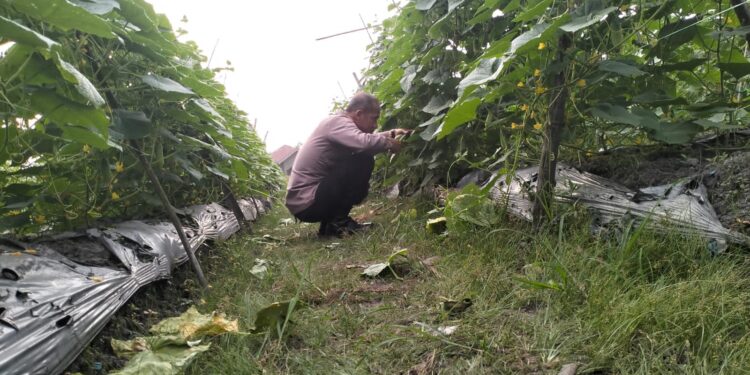 Dukung Ketahanan Pangan, Bhabinkamtibmas Pantau Kebun Mentimun Baby Warga