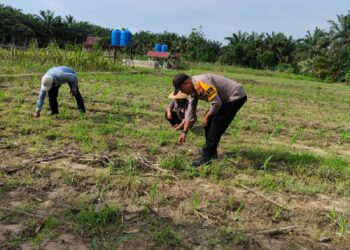 Bhabinkamtibmas Ukui Monitoring Pemupukan Jagung Pipil di Bukit Gajah