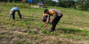 Bhabinkamtibmas Ukui Monitoring Pemupukan Jagung Pipil di Bukit Gajah
