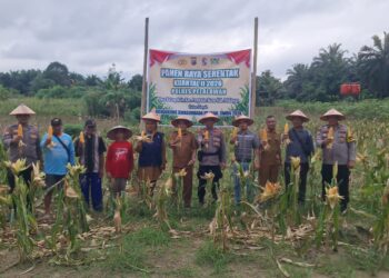 Panen Raya Jagung Serentak Digelar di Pangkalan Kuras, Dukung Swasembada Pangan 2026