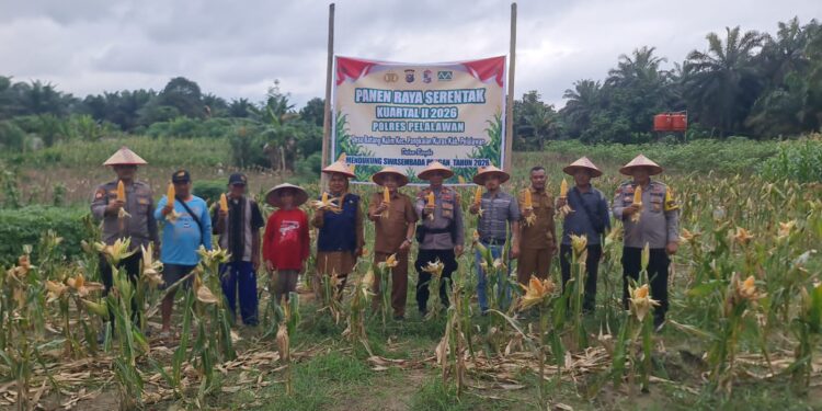 Panen Raya Jagung Serentak Digelar di Pangkalan Kuras, Dukung Swasembada Pangan 2026