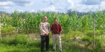 Bhabinkamtibmas Desa Langkan Monitoring Program Ketahanan Pangan di Kebun PT PSJ