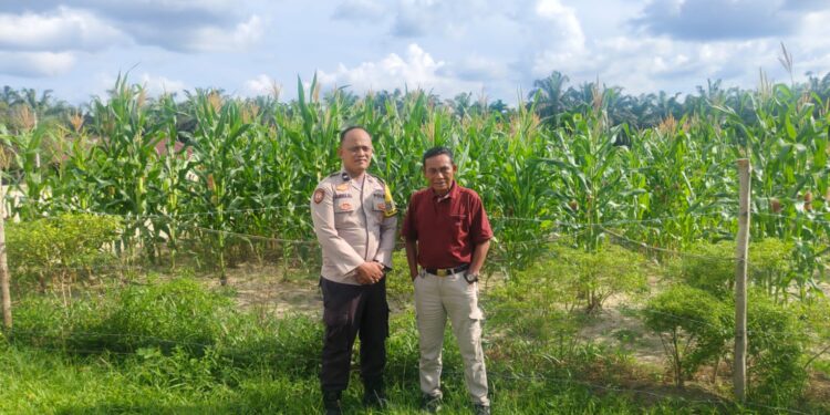 Bhabinkamtibmas Desa Langkan Monitoring Program Ketahanan Pangan di Kebun PT PSJ