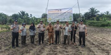 Polsek Perhentian Raja Garap 0,75 Hectar Lahan Untuk Penanaman Jagung Kuartal Ii, Dukung Swasmbada Pangan Desa Hangtuah   