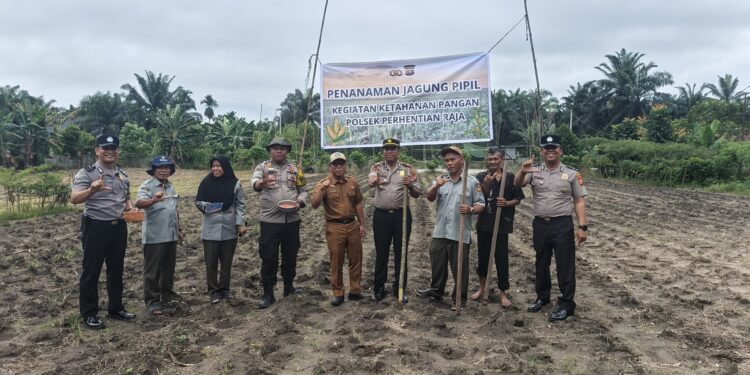 Polsek Perhentian Raja Garap 0,75 Hectar Lahan Untuk Penanaman Jagung Kuartal Ii, Dukung Swasmbada Pangan Desa Hangtuah   