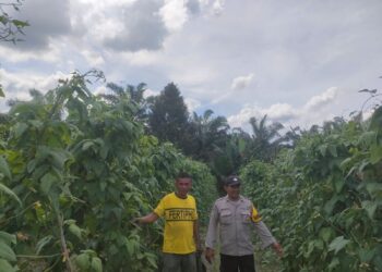 Bhabinkamtibmas Desa Sotol Monitoring Program Ketahanan Pangan di Kecamatan Langgam