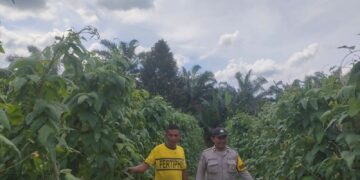 Bhabinkamtibmas Desa Sotol Monitoring Program Ketahanan Pangan di Kecamatan Langgam