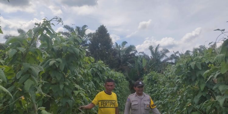 Bhabinkamtibmas Desa Sotol Monitoring Program Ketahanan Pangan di Kecamatan Langgam