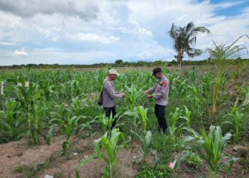 Personel Polsek Kuala Kampar Cek Tanaman Jagung Pipil untuk Dukung Ketahanan Pangan