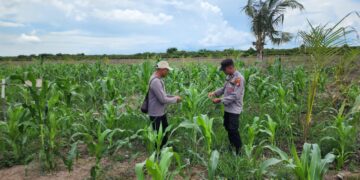 Personel Polsek Kuala Kampar Cek Tanaman Jagung Pipil untuk Dukung Ketahanan Pangan