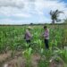Personel Polsek Kuala Kampar Cek Tanaman Jagung Pipil untuk Dukung Ketahanan Pangan