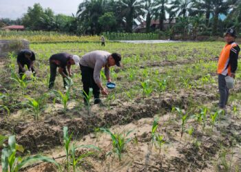 Bhabinkamtibmas Desa Bukit Gajah Pantau Pertumbuhan Jagung Pipil Kelompok Cinta Tani