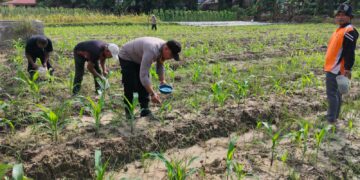 Bhabinkamtibmas Desa Bukit Gajah Pantau Pertumbuhan Jagung Pipil Kelompok Cinta Tani
