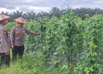 Program Ketahanan Pangan di Desa Batang Kulim Diperiksa, Tanaman Kacang Panjang Tumbuh Subur