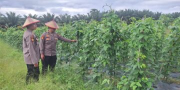 Program Ketahanan Pangan di Desa Batang Kulim Diperiksa, Tanaman Kacang Panjang Tumbuh Subur