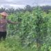 Program Ketahanan Pangan di Desa Batang Kulim Diperiksa, Tanaman Kacang Panjang Tumbuh Subur