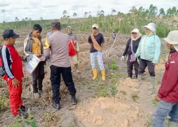 Polsek Kerumutan Tinjau Lahan Pertanian Warga, Dukung Program Ketahanan Pangan