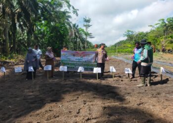 Polsek Pangkalan Lesung Tanam Jagung Pipil, Dukung Program Ketahanan Pangan 2026